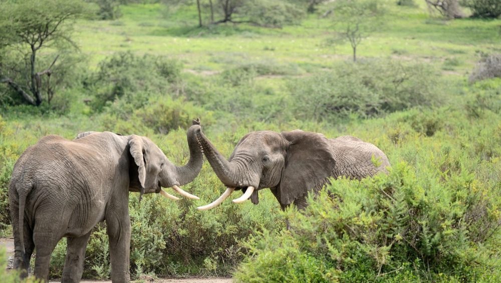 elephants