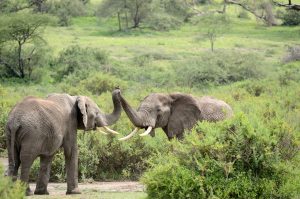 Gorilla Trekking Adventure (3 Days)