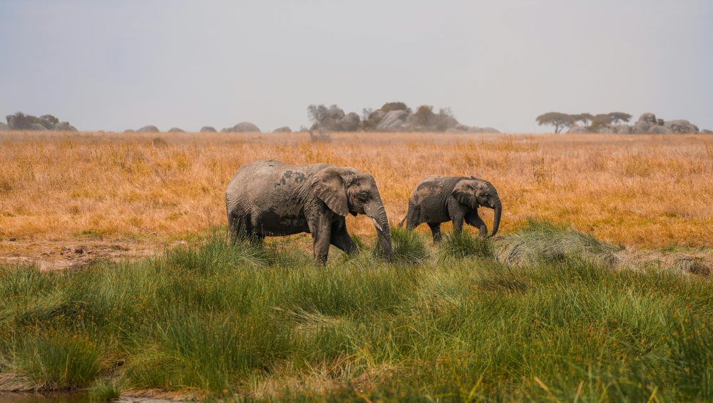 elephant