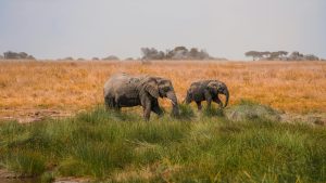 Victoria Falls Explorer (3 Days)