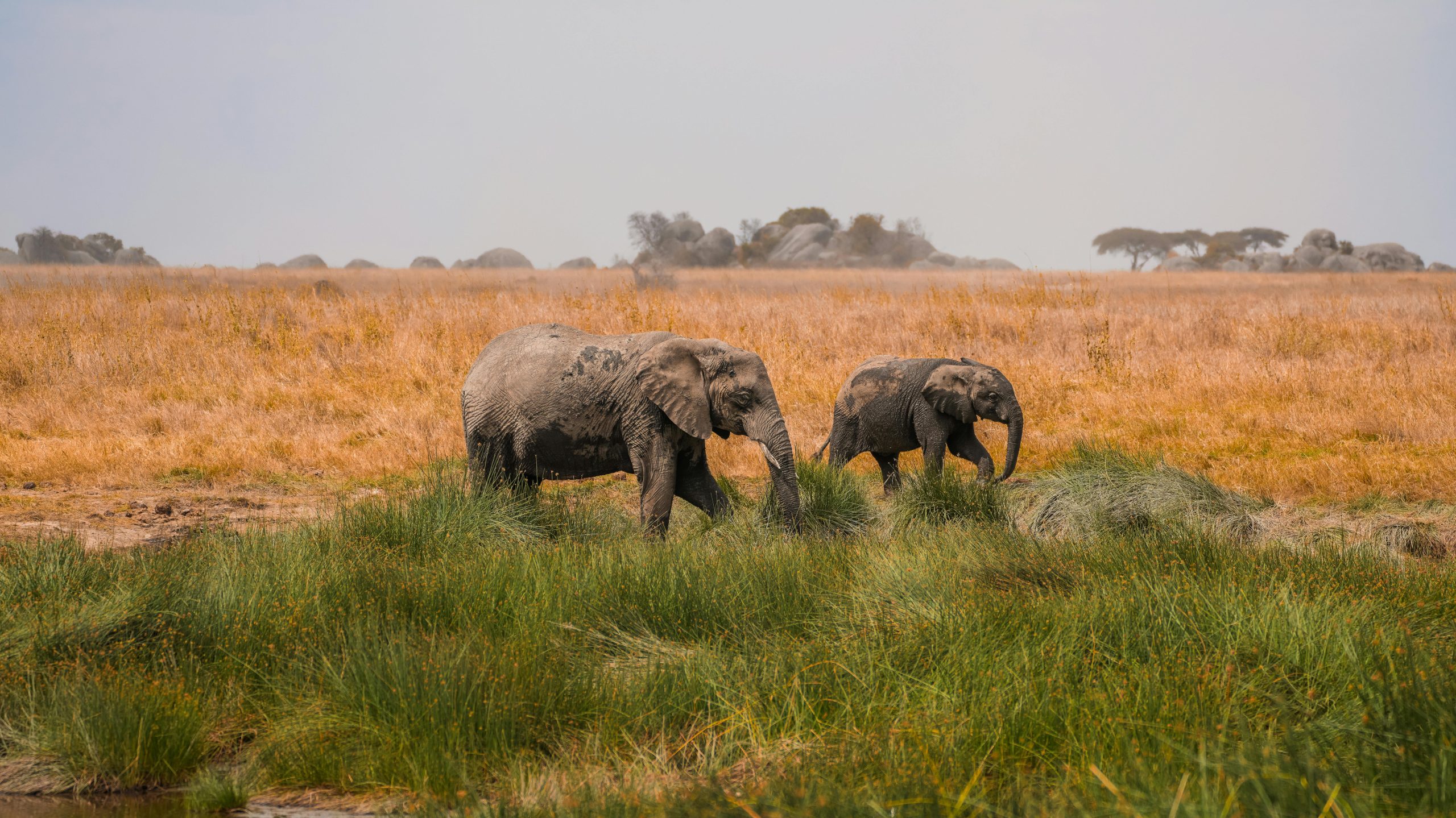 elephant