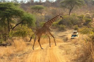 South Luangwa Safari (3 Days)
