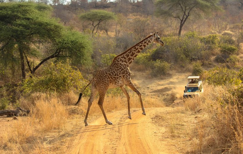 South Luangwa Safari (3 Days)